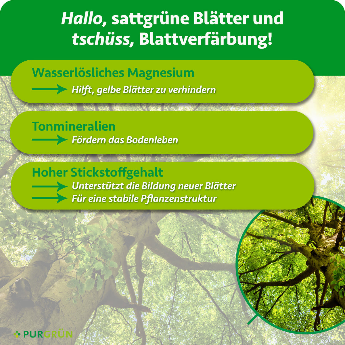 Wasserlösliches Magnesium hilft, gelbe Blätter zu verhindern, Tonmineralien fördern das Bodenleben. Hoher Stickstoffgehalt unterstützt neue Blätter und eine stabile Pflanzenstruktur.