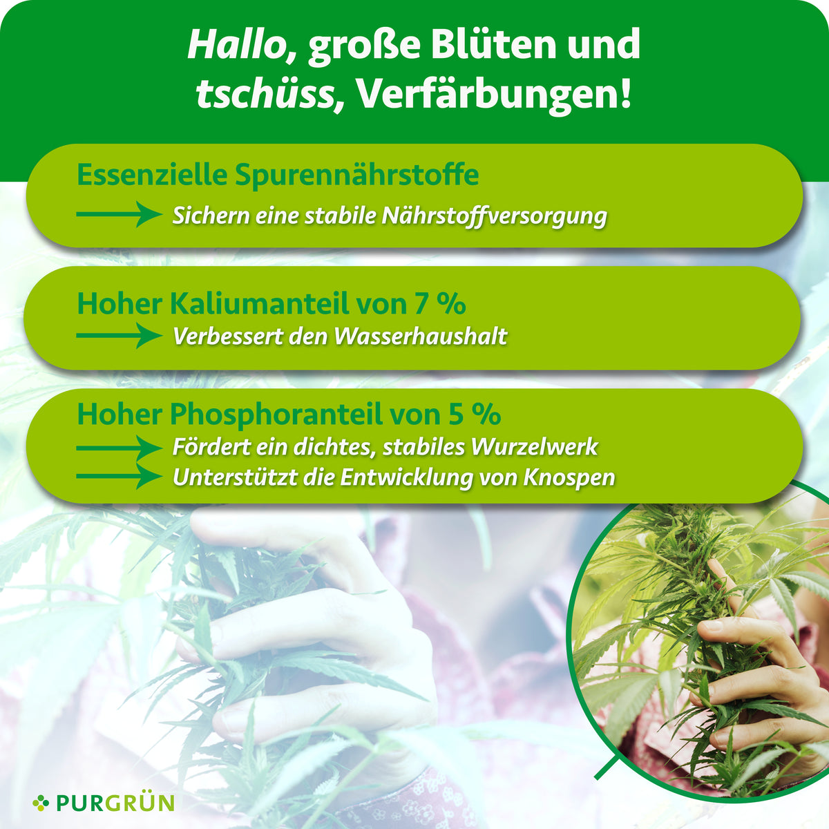 Essenzielle Spurennährstoffe sichern eine stabile Nährstoffversorgung; 7 % Kalium verbessern den Wasserhaushalt. 5 % Phosphor fördern stabiles Wurzelwerk und die Knospenentwicklung.