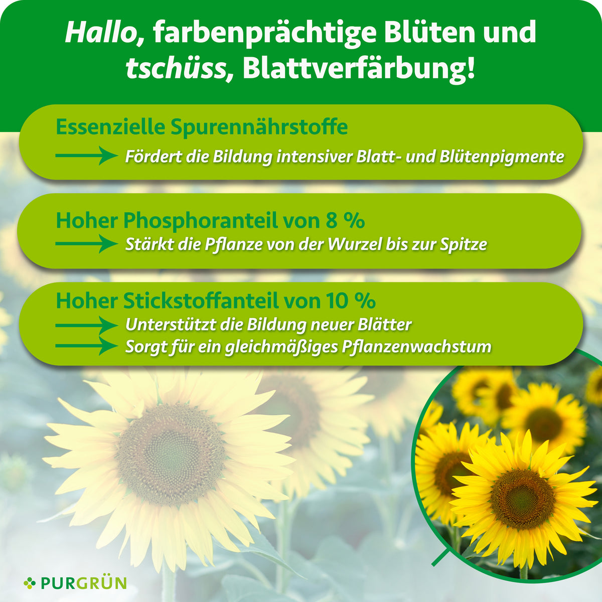 Essenzielle Spurennährstoffe fördern intensive Blatt- und Blütenpigmente; 8 % Phosphor stärkt die Pflanze, 10 % Stickstoff unterstützt neue Blätter und gleichmäßiges Wachstum.