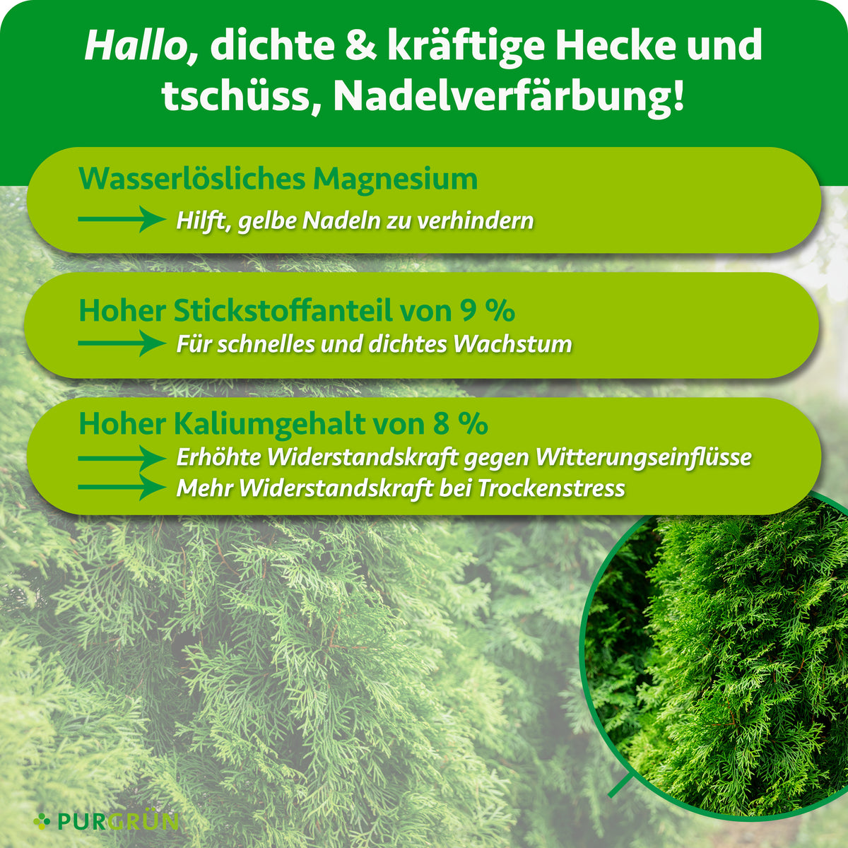 Wasserlösliches Magnesium hilft, gelbe Nadeln zu verhindern, 9 % Stickstoff fördert schnelles, dichtes Wachstum und 8 % Kalium erhöht die Widerstandskraft gegen Witterungseinflüsse und bei Trockenstress.