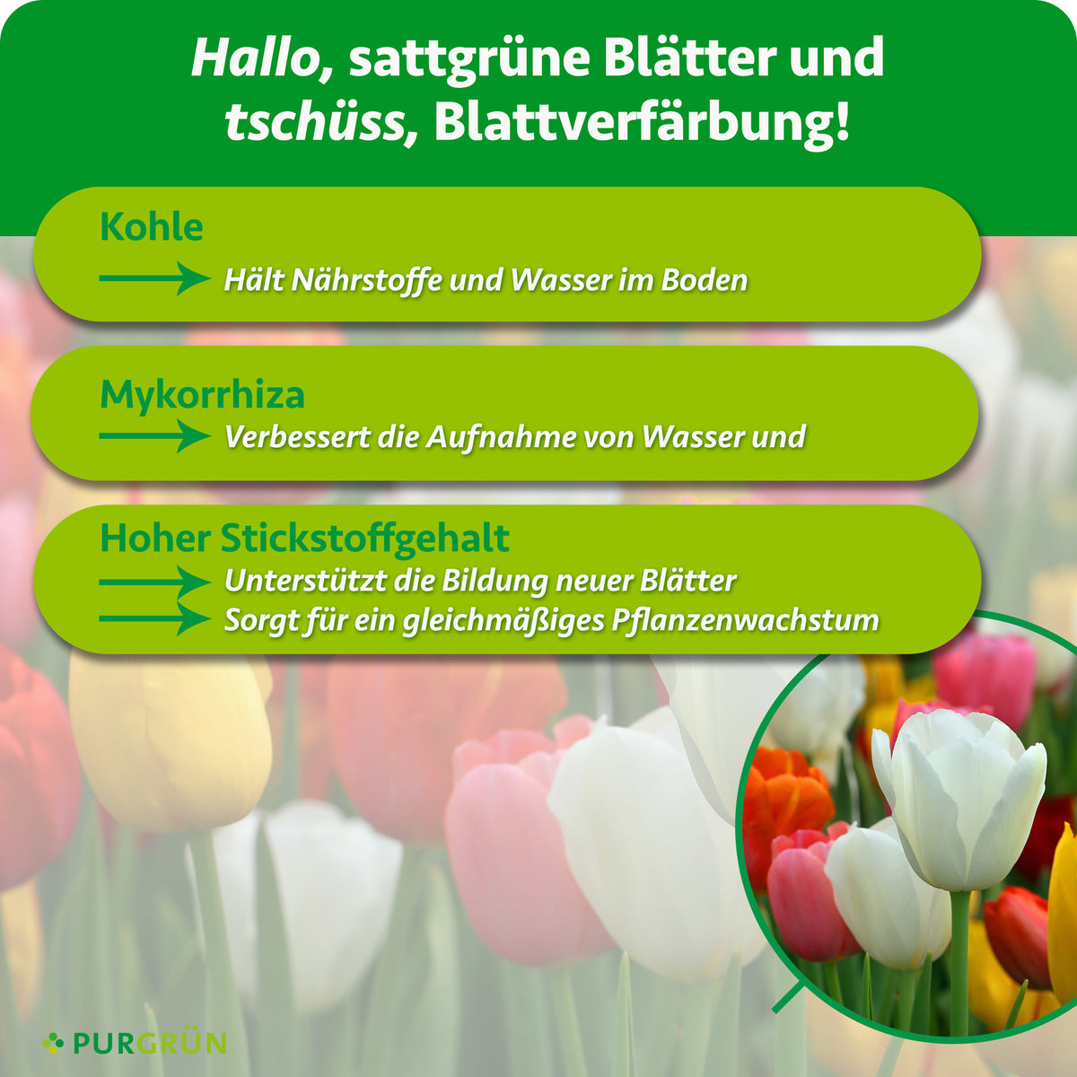 Kohle hält Nährstoffe und Wasser im Boden, Mykorrhiza verbessert die Aufnahme von Wasser und Nährstoffen. Hoher Stickstoffgehalt unterstützt neue Blätter und gleichmäßiges Pflanzenwachstum.