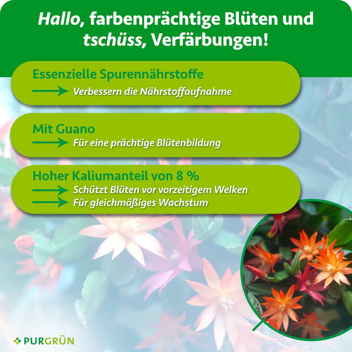 Essenzielle Spurennährstoffe verbessern die Nährstoffaufnahme und 8 % Kalium schützen vor vorzeitigem Welken und fördern gleichmäßiges Wachstum. Mit Guano für eine prächtige Blütenbildung.