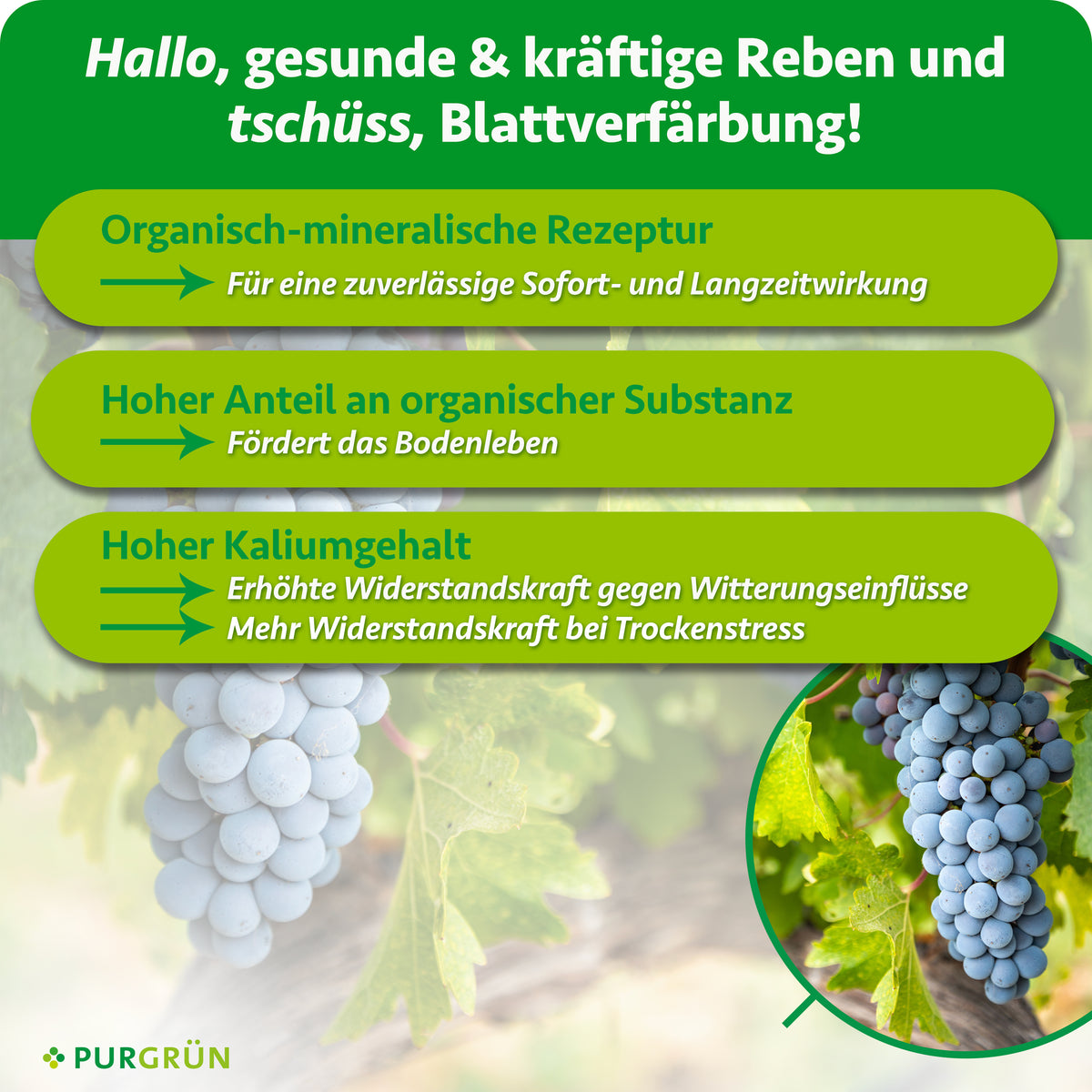 Eine Traube reifer Weintrauben hängt an einer Rebe mit grünen Blättern. Eingelegter Text wirbt für Purgrün Bio-Weinreben-Dünger 1 Liter, einen organisch-mineralischen Dünger mit NPK 3+2+6 für gesunde Reben. Das Purgrün-Logo erscheint unten.