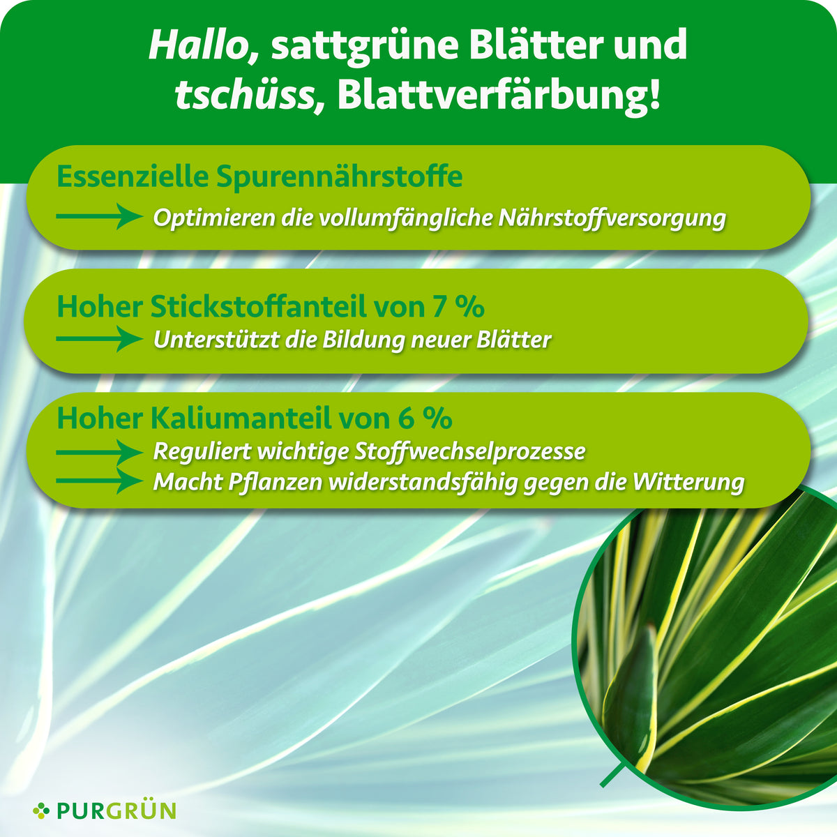 Essenzielle Spurennährstoffe optimieren die Nährstoffversorgung; 7 % Stickstoff unterstützen neue Blätter, 6 % Kalium regulieren Stoffwechselprozesse und stärken die Widerstandsfähigkeit.